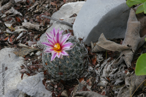 Turbinicarpus saueri ssp. septentrionalis in Mexico photo