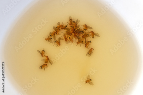 Quadro su tela drowned fruit flies in a small bowl of vinegar, water and dish soap