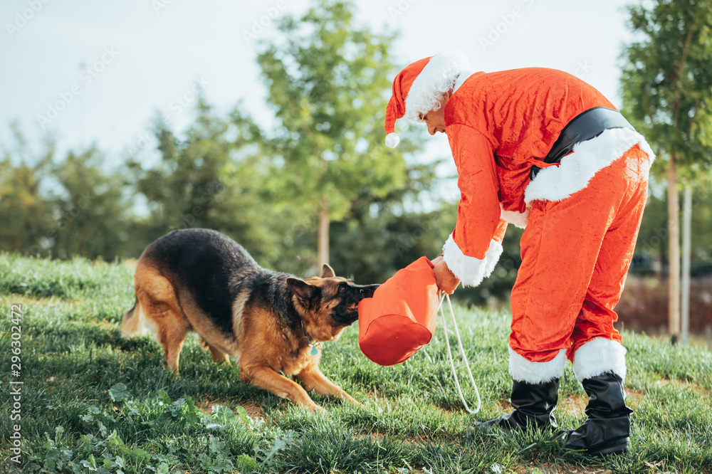 german shepherd pulling