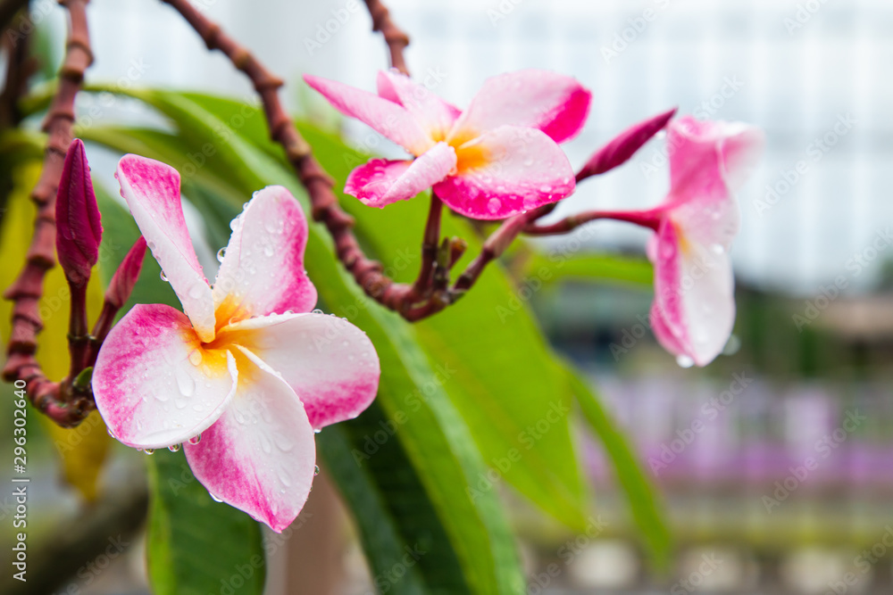 Obraz premium Plumeria with leaves nature background
