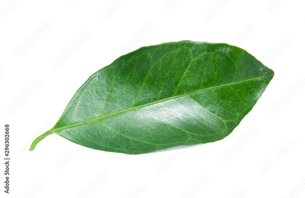 Fototapeta premium Green orange fruit slice isolated on white background