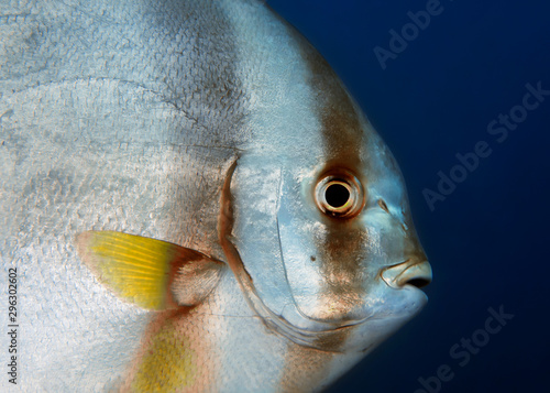 Colorful big fish Platax orbicularis close up. Philippines