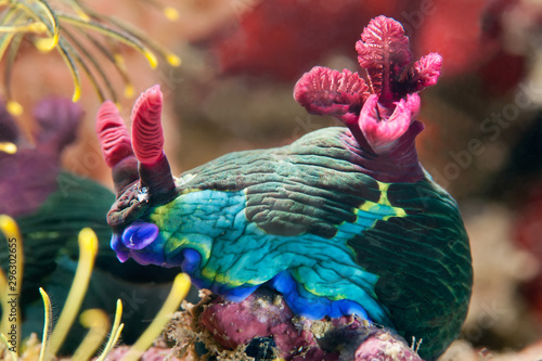 Nudibranch crawling on the coral reef. Philippines
