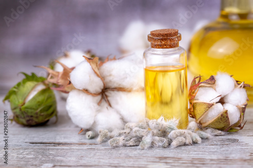 Cotton plant and cotton oil