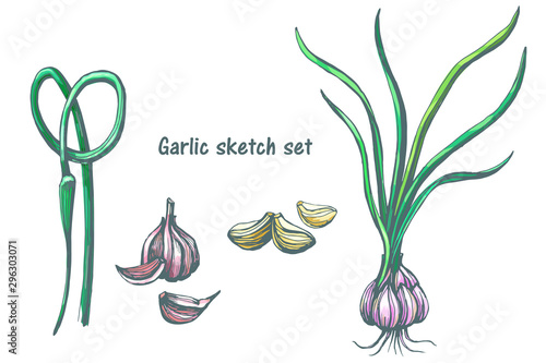 Garlic, botanical colored sketch. vector photo