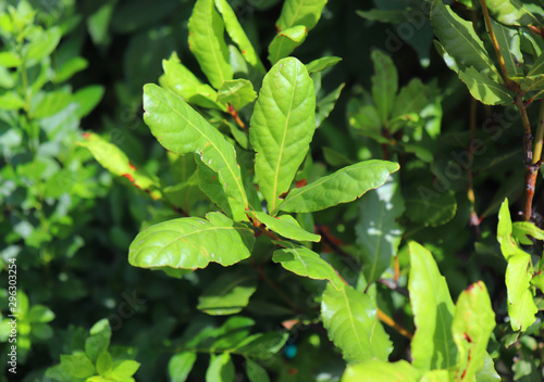 Green bay leaf growing in organic garden, spice ingredient background.The Bay leaf is an aromatic leaf commonly used in cooking. It can be used whole, or as dried and ground.
