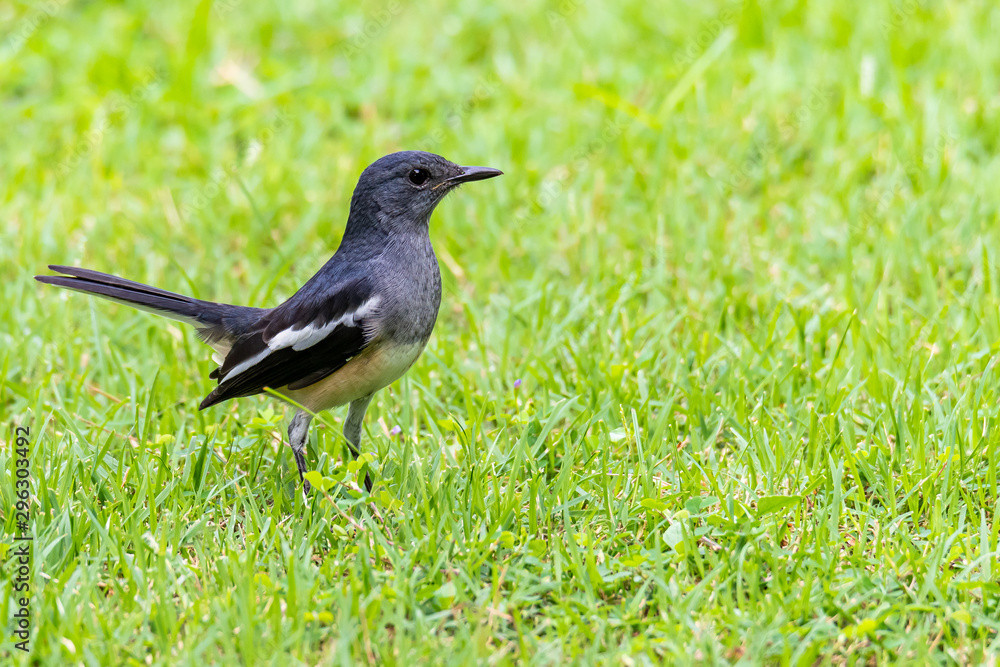 Female Oriental Magpie Robin perching on lawn looking into a distance Female Oriental Magpie Robin perching on lawn looking into a distance