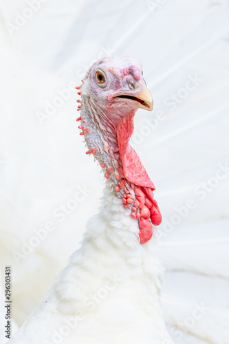 Close up of colorful Female White Turkey head