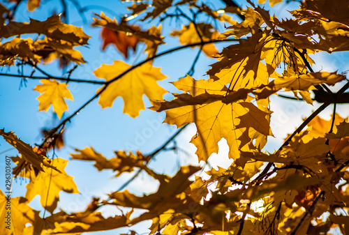 Nice yellow maple leaves  nature background abstract macro close up autumn