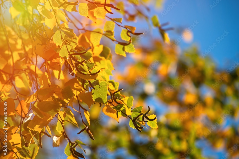 Nice yellow orange red birch leaves nature background abstract macro close up autumn Nice yellow orange red birch leaves nature background abstract macro close up autumn