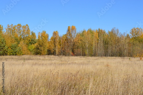 Autumn forest