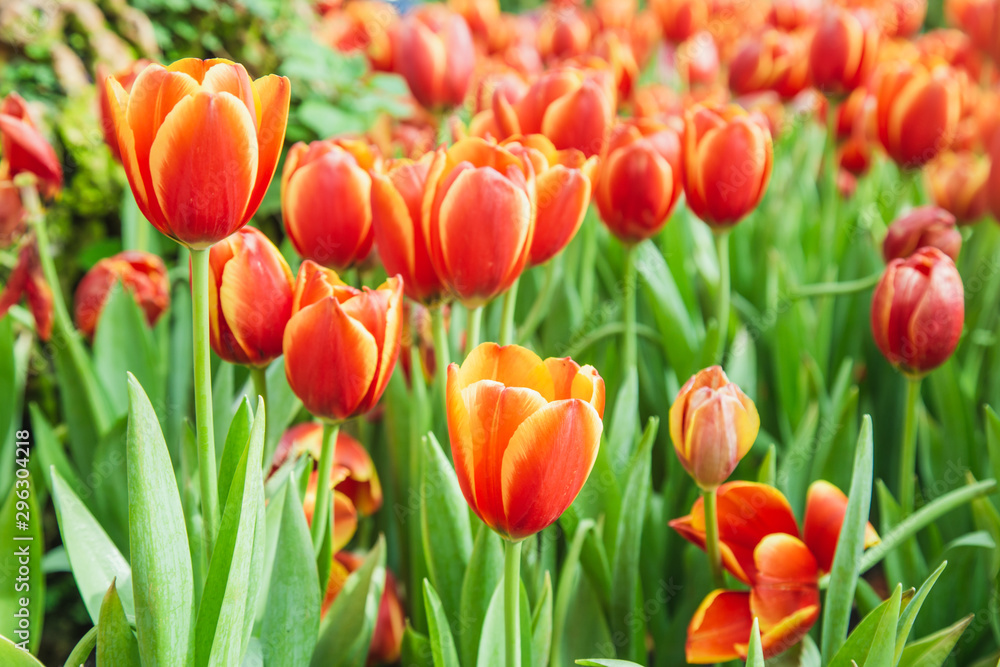 Tulip flowers  in garden nature background