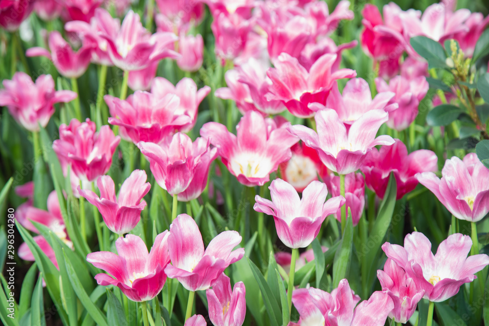 Tulip flowers in garden nature background Tulip flowers in garden nature background
