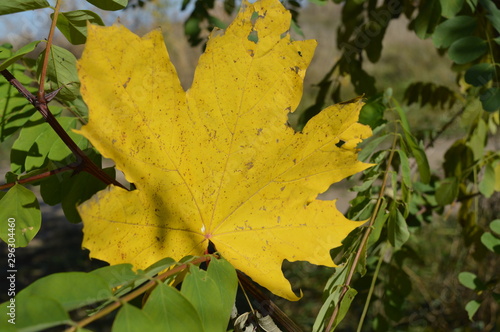 Tapety artystyczne Yellow maple leaf