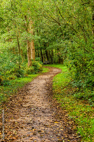 Dirt path with a slight curve in the middle of the forest with dry leaves in the direction of a wooden bench  quiet day at the beginning of the autumn in Schinnen  Beekdal Route   the Netherlands