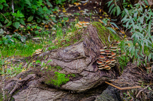 Group of wild fungus on a tree trunk with moss in the forest surrounded by green vegetation  quiet day in early autumn in Schinnen  Beekdal Route   Holland Holland