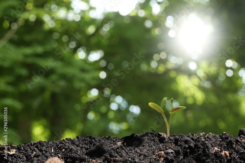 agriculture plant seeding growing step concept in garden