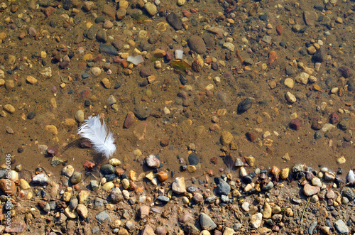 White feather on the transparnt water of a pond with stones on the bottom and rusty sand photo