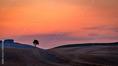 Golden hour with the lonely tree before the sunset in Crete Senesi, Tuscany, Italy