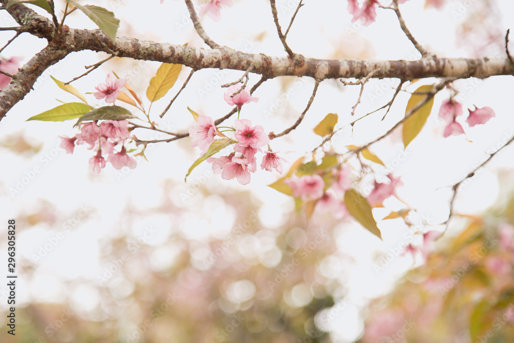 Beautiful cherry blossom or sakura in spring time over sky Beautiful cherry blossom or sakura in spring time over sky