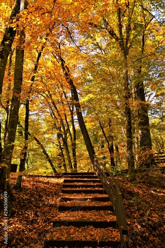 alley through forests in the resort Sovata in autumn