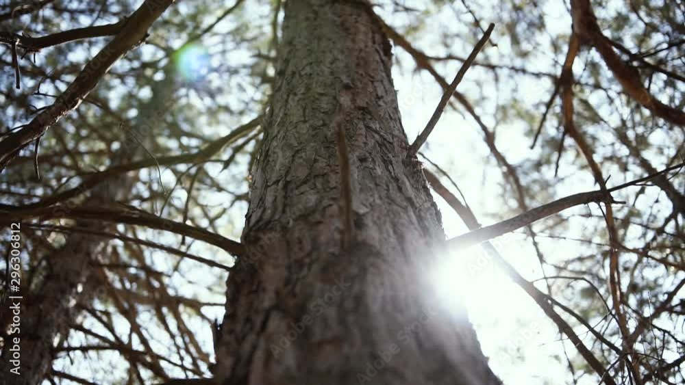 The sun peeks out from behind a pine trunk The sun peeks out from behind a pine trunk