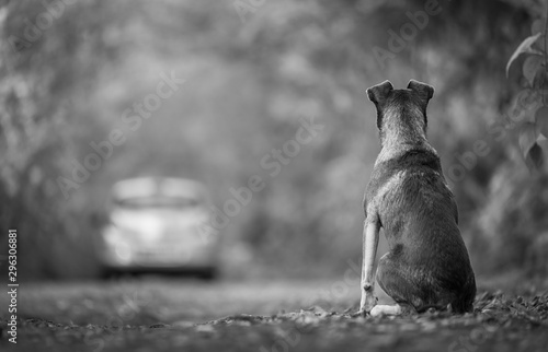 The dog is abandoned by its owner in the forest