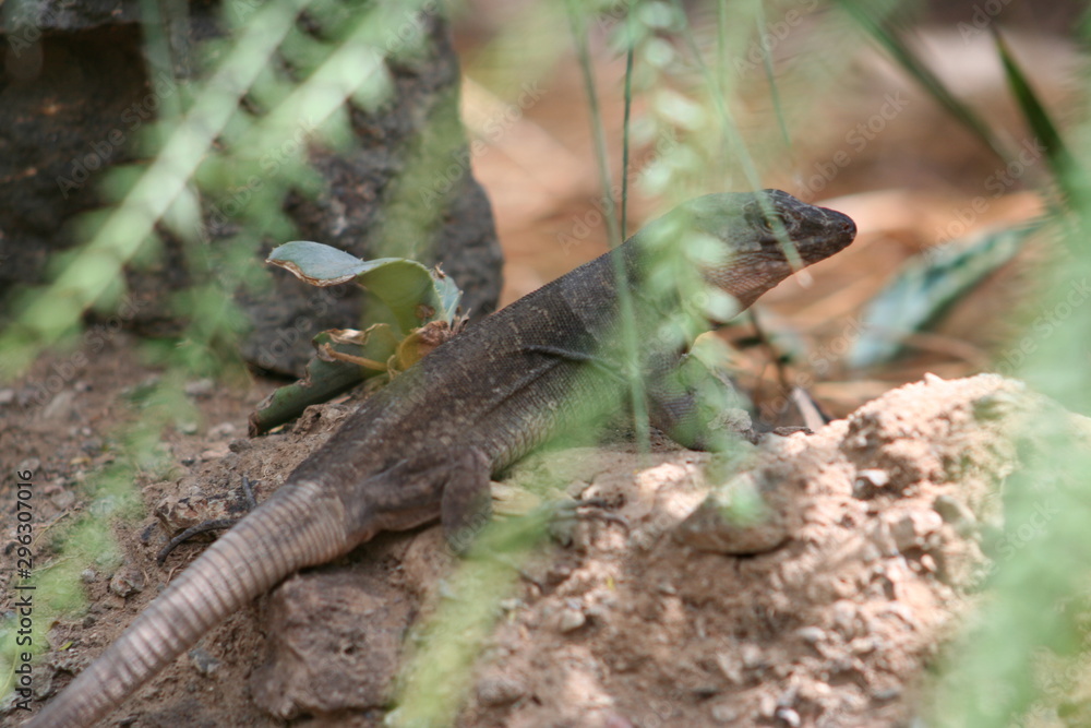 Fototapeta premium lizard on tree
