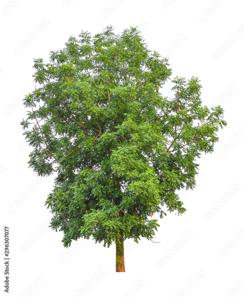 Fototapeta premium Tree isolated on white background for use in architectural design or more.