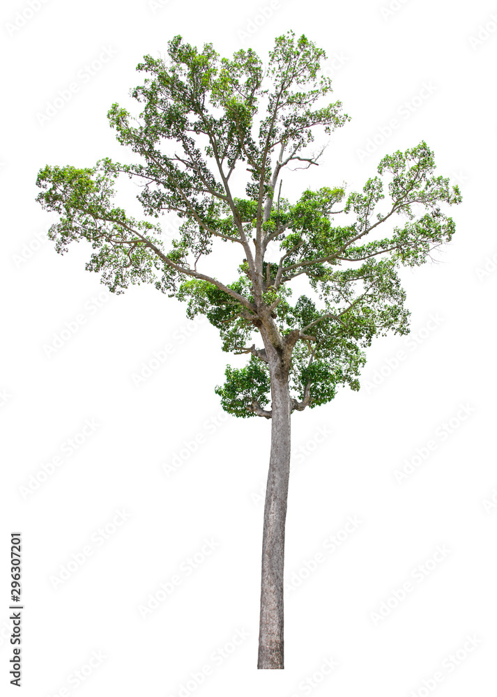 Tree isolated on white background for use in architectural design or more. Tree isolated on white background for use in architectural design or more.