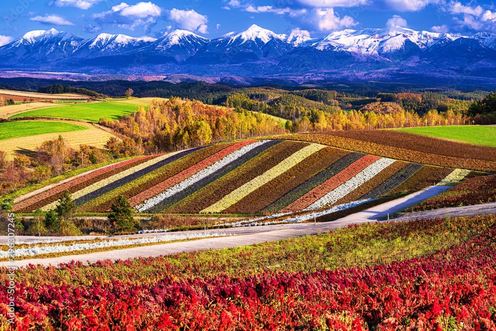北海道 美瑛町 秋の四季彩の丘の風景 Stock Photo Adobe Stock