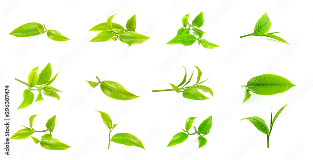 green tea leaf on white background - obrazy, fototapety, plakaty 