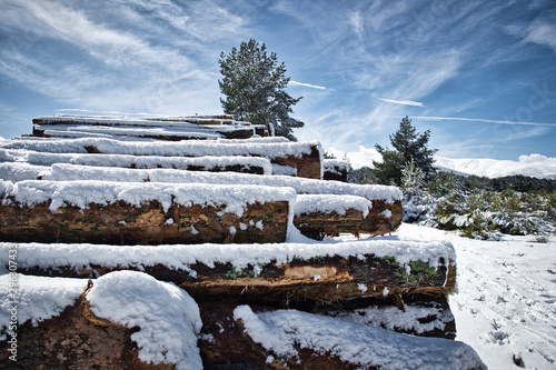 Foreground Snowed trunks with snow over it among the pines in Gredos Avila