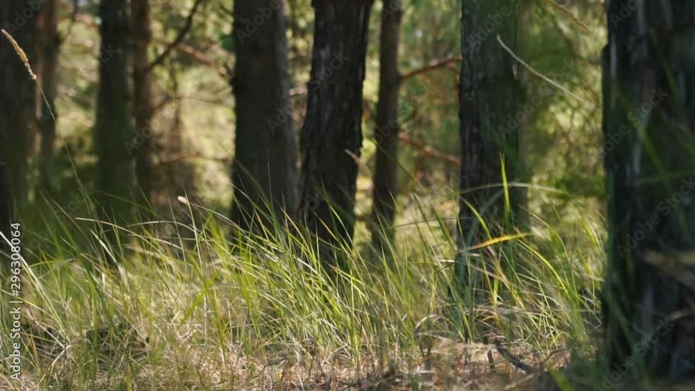 Green young grass sways from the wind in the forest Green young grass sways from the wind in the forest