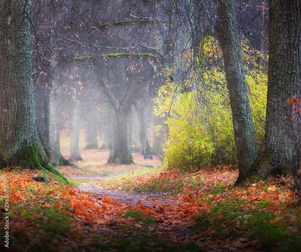 Fototapeta premium foggy autumn