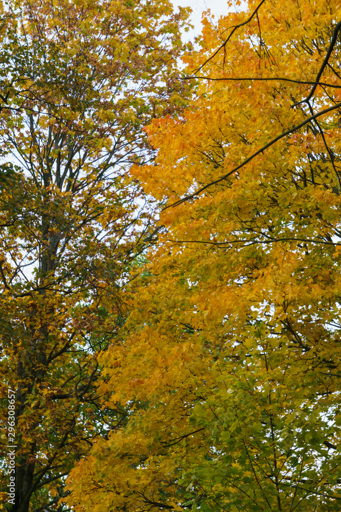 Scattered with yellow-orange leaves, maple tree branches in the park.