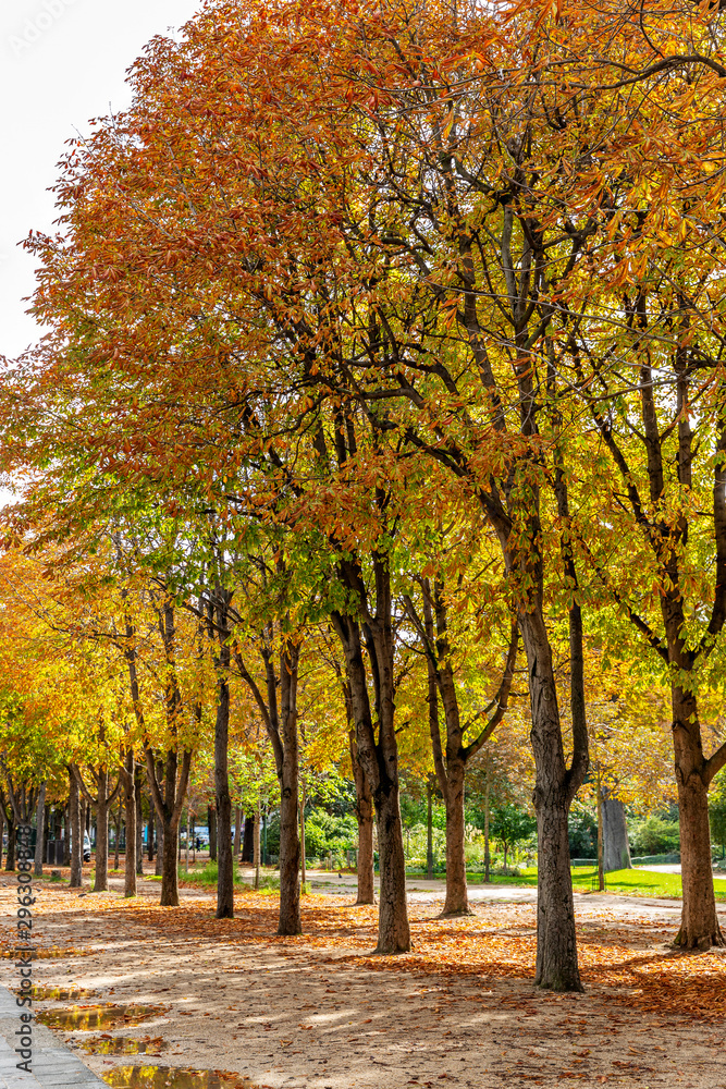 Alley in the autumn park. Colorful trees along the road. Beautiful view. Vertical.