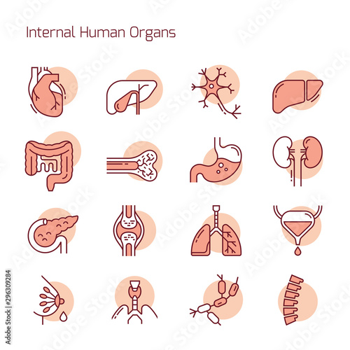 Set of color linear vector icons of human organs.