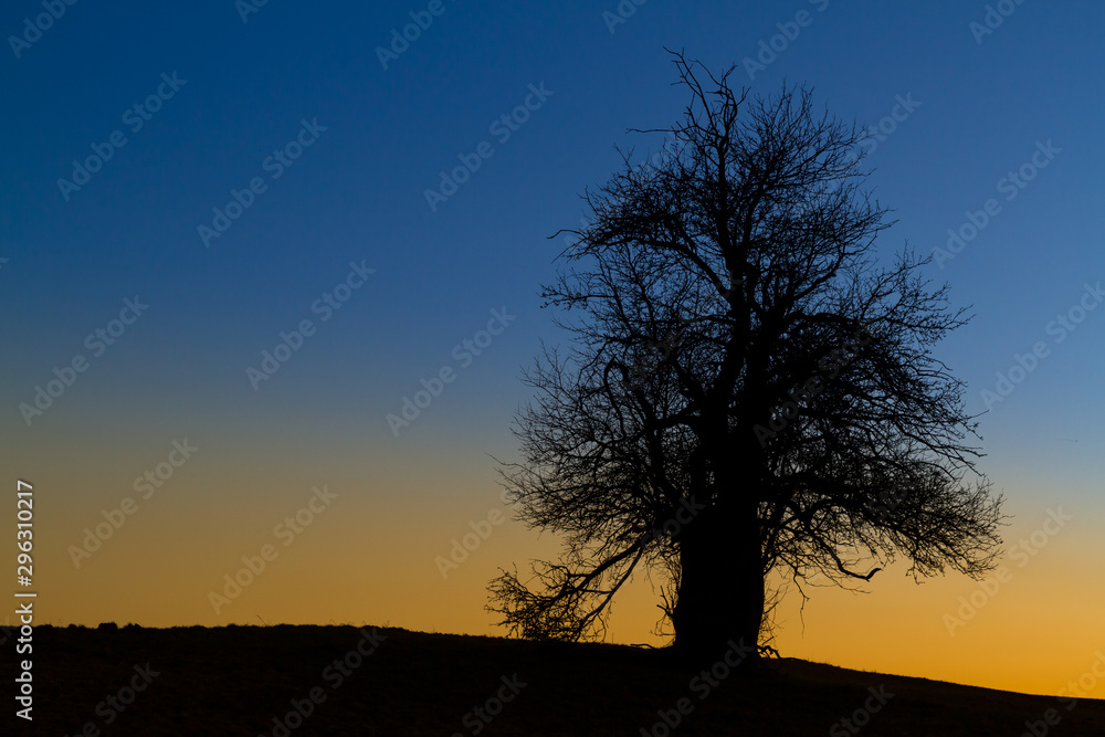 einzeln stehender Baum gegen Nachthimmel einzeln stehender Baum gegen Nachthimmel