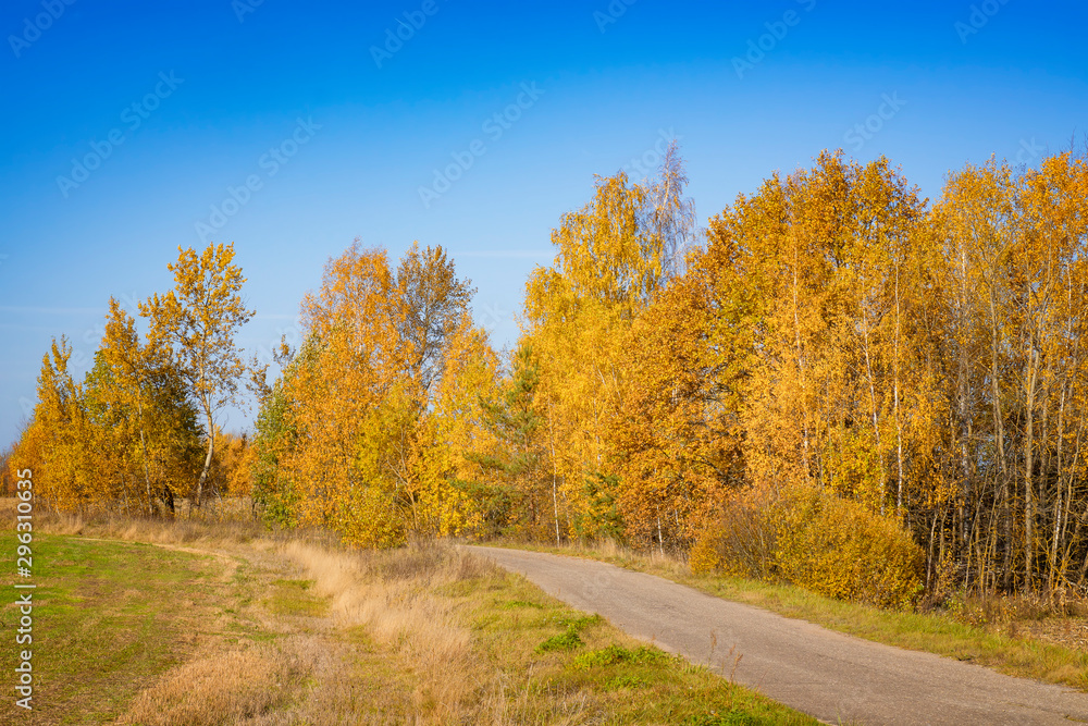 A rural road runs through an autumn forest.