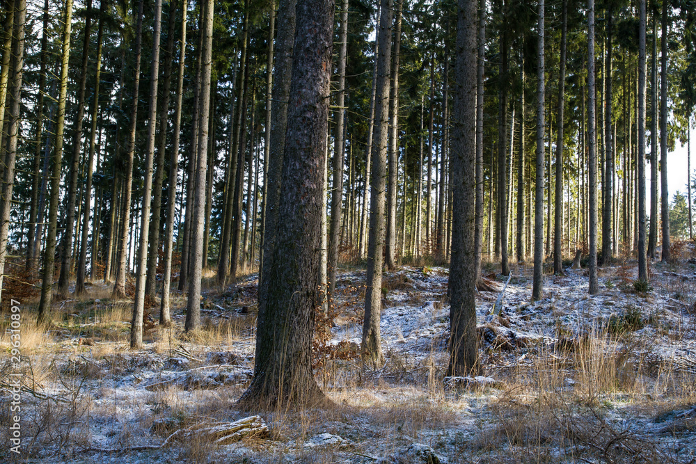 Obraz premium Wald alter Fichtenbetsand