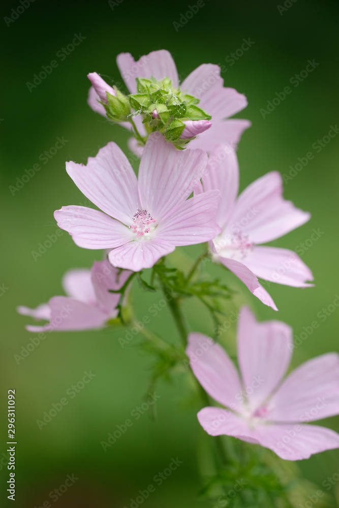 Fototapeta premium Malve