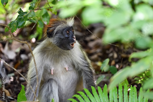 Zanzibar red colobus in Jozani forest. Tanzania, Africa