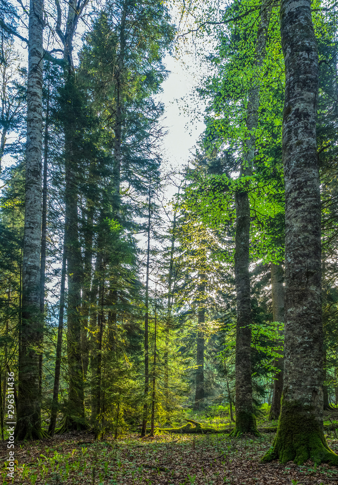 Beautiful caucasus forest Beautiful caucasus forest