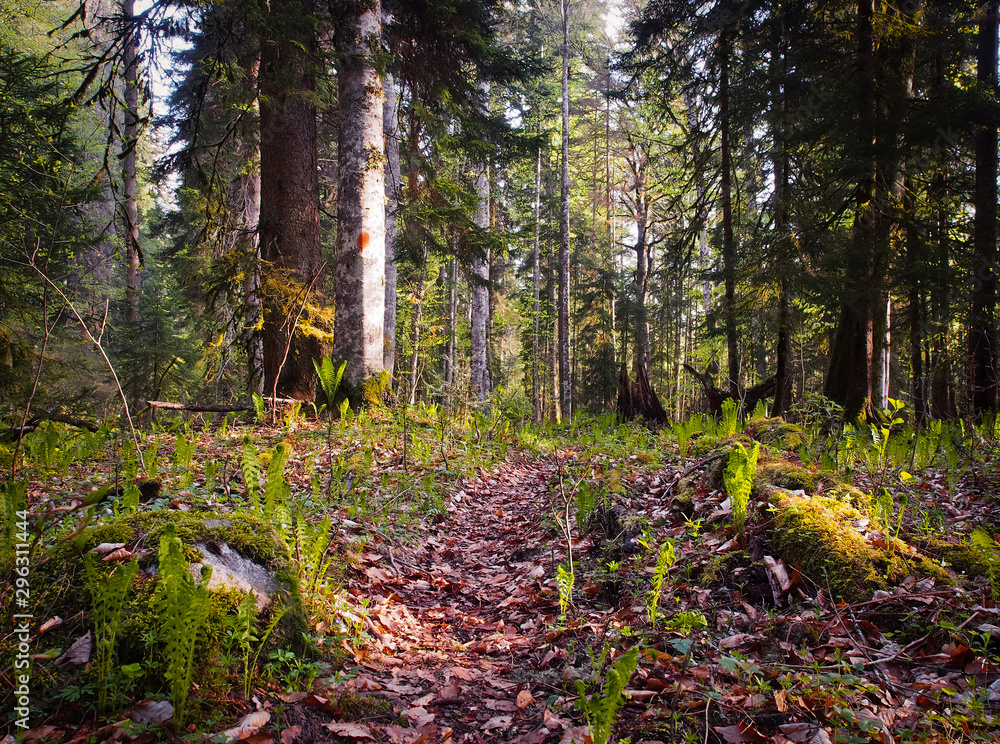 Beautiful caucasus forest Beautiful caucasus forest