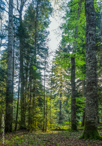 Beautiful caucasus forest