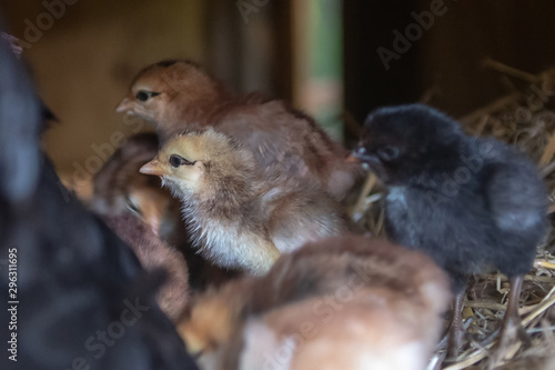 mother hen with baby chickens © digidreamgrafix