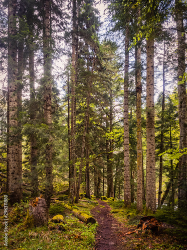 Beautiful caucasus forest © Olivia