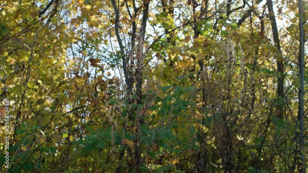 autumn leaves fall from the trees in the sunlight