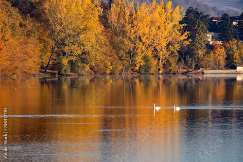 Golden autumn trees and lake. Autumn landscape, sunny morning.